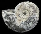 Wide Kosmoceras Ammonite - England #60295-1